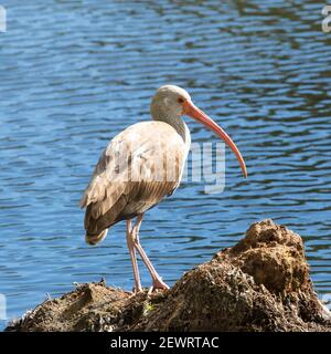 Juvenile American white Ibis (Eudocimus albus), stehend neben See, Fort Lauderdale, Florida, Vereinigte Staaten von Amerika, Nordamerika Stockfoto