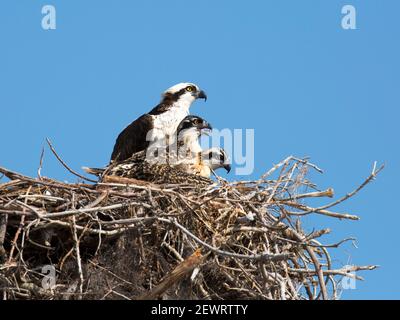 Fischadler (Pandion haliaetus), mit zwei Küken auf Nest, Flamingo, Everglades National Park, Florida, Vereinigte Staaten von Amerika, Nordamerika Stockfoto