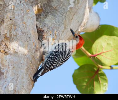 Erwachsener männlicher Rotbauchspecht (Melanerpes carolinus), klammert sich an Baum, Key Vaca, Marathon, Florida Keys, Florida, Vereinigte Staaten von Amerika Stockfoto