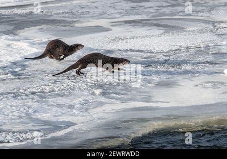 Zwei Flussotter (Lontra canadensis), die auf Schnee und Eis laufen, Yellowstone National Park, UNESCO-Weltkulturerbe, Wyoming Stockfoto