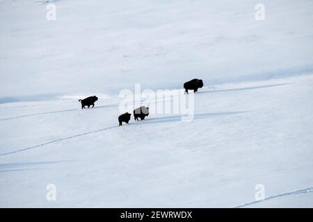 Bison (Bison Bison), mit langen Schatten und Fußabdrücken in Lamar Valley, Yellowstone National Park, UNESCO-Weltkulturerbe, Wyoming Stockfoto