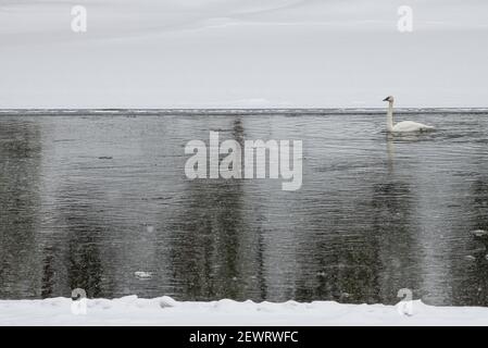 Trompeter Schwan im Fluss, Yellowstone Nationalpark, UNESCO-Weltkulturerbe, Wyoming, Vereinigte Staaten von Amerika, Nordamerika Stockfoto