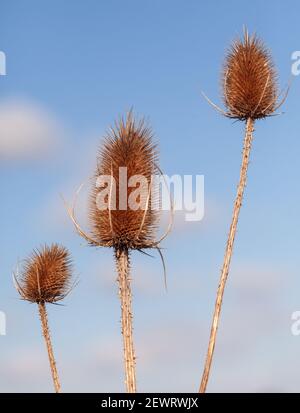 Eine Gruppe von drei sonnenbeleuchteten Teelköpfen im Frühjahr Vor einem blauen Himmel Hintergrund Stockfoto