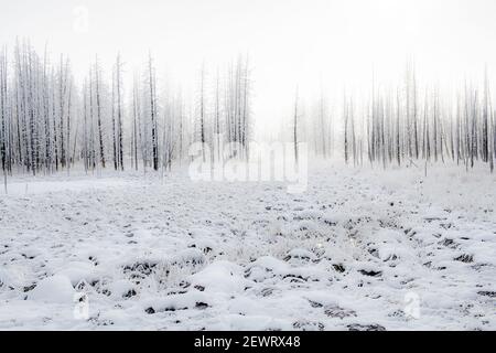 Snowscape mit Bäumen im Nebel, Yellowstone National Park, UNESCO Weltkulturerbe, Wyoming, Vereinigte Staaten von Amerika, Nordamerika Stockfoto