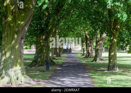 Blick auf einen Pfad, der von einer Allee von Bäumen umgeben ist Richtung Tewit Brunnen auf Harrogate Stray Stockfoto