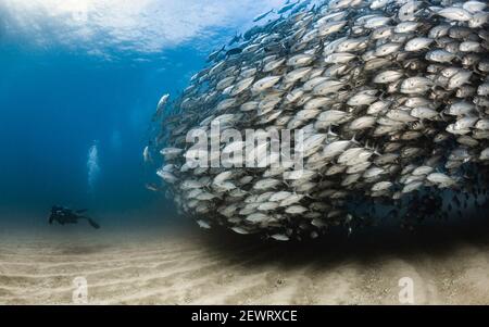 Schule von Jack in Cabo Pulmo Nationalpark, Baja California Sur, Mexiko Stockfoto