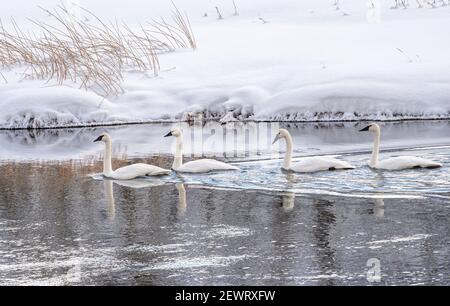 Vier Trompeter Schwäne (Cygnus buccinator), auf dem Fluss mit Reflexion, Yellowstone National Park, UNESCO-Weltkulturerbe, Wyoming Stockfoto