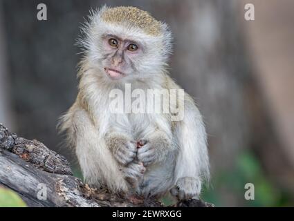 Porträt eines jungen Tieraffen (Chlorocebus pygerythrus), an einem Zweig, South Luangwa National Park, Sambia, Afrika Stockfoto