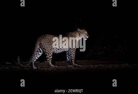 Leopard bei Nacht (Panthera pardus), South Luangwa National Park, Sambia, Afrika Stockfoto