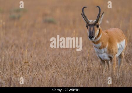 Pronghorn-Antilocapra americana in goldenem Gras, Grand Teton National Park, Wyoming, Vereinigte Staaten von Amerika, Nordamerika Stockfoto