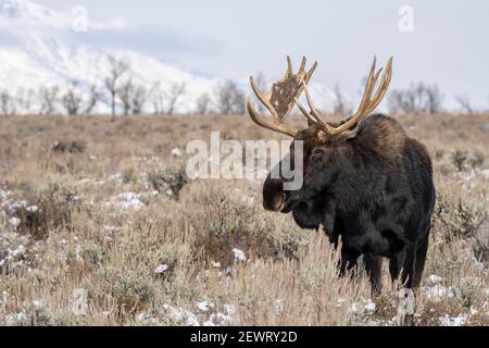 Nahaufnahme von Bullmoose (Alces Alces), Grand Teton National Park, Wyoming, Vereinigte Staaten von Amerika, Nordamerika Stockfoto