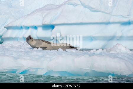 Krabbenfibel mit offenem Mund auf Eisscholle, Antarktis, Polarregionen Stockfoto