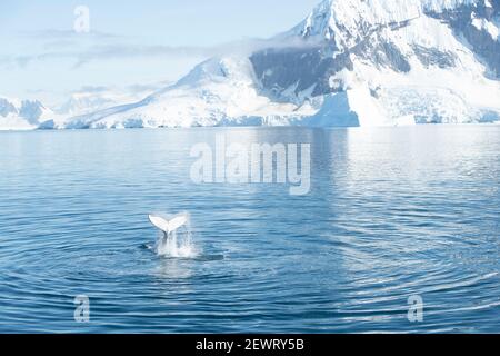 Buckelwale schlagen Schwanz mit antarktischen Hintergrund, Antarktis, Polarregionen Stockfoto