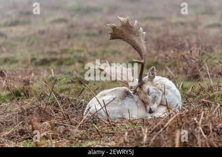 Junge Hirsche, die in den Bracken ruhen Stockfoto