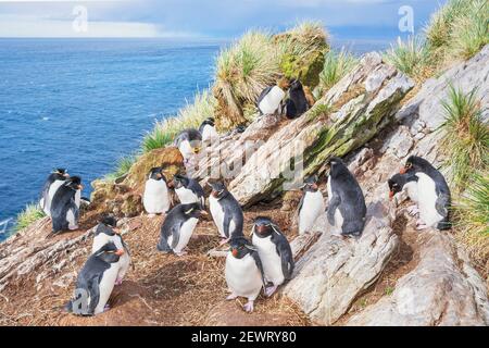 Gruppe von rockhopperpinguinen (Eudyptes chrysocome chrysocome) auf einer Felsinsel, Ostfalkland, Falklandinseln, Südamerika Stockfoto