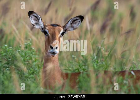 Impala (Aepyceros melampus), Tsavo, Kenia, Ostafrika, Afrika Stockfoto