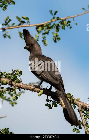 Weißbauchvogel (Corythaixoides leucogaster), Tsavo, Kenia, Ostafrika, Afrika Stockfoto