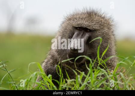 Olive Baboon (Papio anubis), Seronera, Serengeti Nationalpark, Tansania, Ostafrika, Afrika Stockfoto