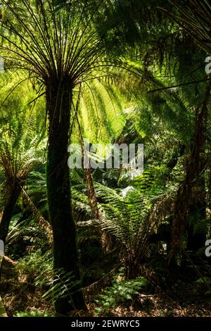 Weicher Baumfarn (Dicksonia antarctica), Great Otway National Park, Victoria, Australien, Pazifik Stockfoto