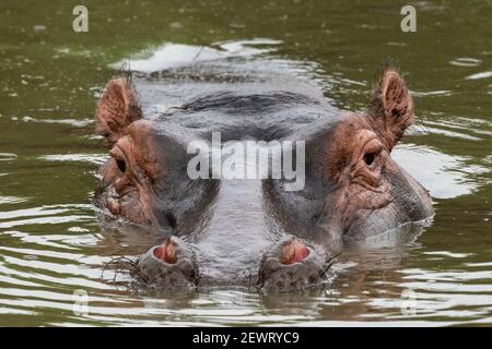 Hippopotamus (Hippopotamus amphibius), Seronera, Serengeti Nationalpark, Tansania, Ostafrika, Afrika Stockfoto