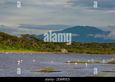 Große Flamingos (Phoenicopterus ruber) auf dem See Ndutu, Ngorongoro Conservation Area, UNESCO-Weltkulturerbe, Serengeti, Tansania, Ostafrika Stockfoto