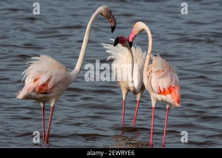 Großflamingos (Phoenicopterus ruber) am Ndutu See, Ngorongoro Conservation Area, Serengeti, Tansania, Ostafrika, Afrika Stockfoto