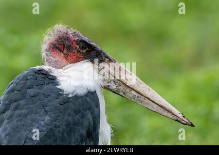 Marabou Storch (Leptoptilos crumenifer), Ndutu, Ngorongoro Conservation Area, Serengeti, Tansania, Ostafrika, Afrika Stockfoto