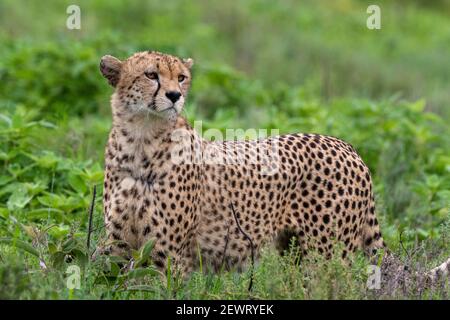 Gepard (Acinonyx jubatus), Ndutu, Ngorongoro Conservation Area, Serengeti, Tansania, Ostafrika, Südafrika Stockfoto
