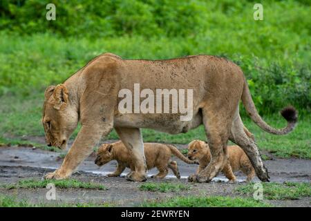 Eine Löwin (Panthera leo) mit ihren vier Wochen alten Jungen, Ndutu, Ngorongoro Conservation Area, Serengeti, Tansania, Ostafrika, Afrika Stockfoto