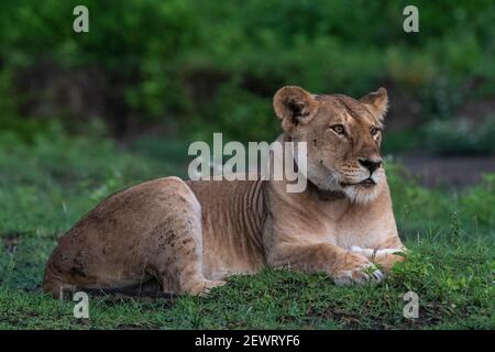 Eine Löwin mit GPS-Halsband (Panthera leo), Ndutu, Ngorongoro Conservation Area, Serengeti, Tansania, Ostafrika, Afrika Stockfoto