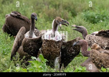 Weißrückengeier (Gyps africanus) auf einem Schlachtkörper, Ndutu, Ngorongoro Conservation Area, Serengeti, Tansania, Ostafrika, Afrika Stockfoto