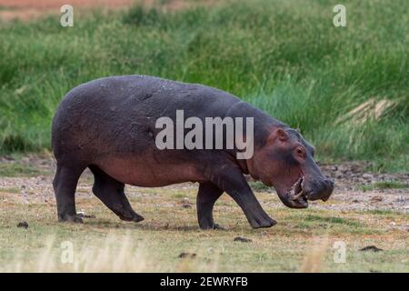 Hippopotamus (Hippopotamus amphibius), Lake Jipe, Tsavo West National Park, Kenia, Ostafrika, Afrika Stockfoto