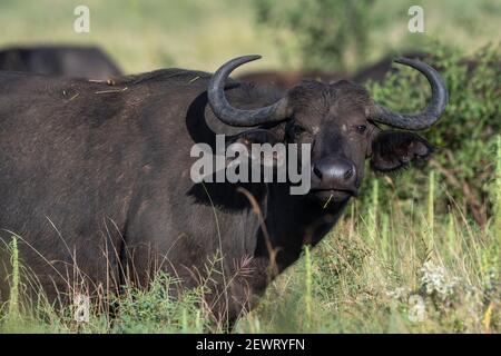 Afrikanische Büffel (Syncerus caffer), Lualenyi, Tsavo Conservation Area, Kenia, Ostafrika, Afrika Stockfoto