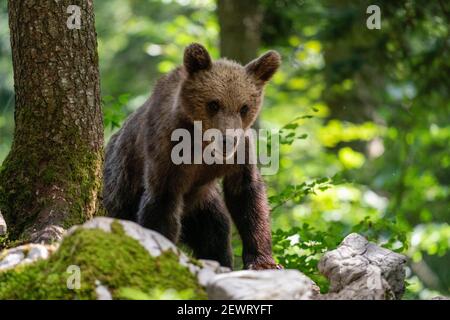 Europäische Braunbär (Ursus arctos), Notranjska Wald, Slowenien, Europa Stockfoto