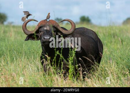 Afrikanische Büffel (Syncerus caffer), Lualenyi, Tsavo Conservation Area, Kenia, Ostafrika, Afrika Stockfoto