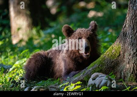 Europäische Braunbär (Ursus arctos), Notranjska Wald, Slowenien, Europa Stockfoto