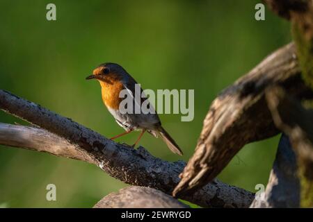 Europäischer Rotkehlchen (Erithacus rubecula), Notranjska-Wald, Slowenien, Europa Stockfoto