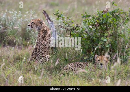 Ein Gepard (Acynonix jubatus), der im Gras ruht, Tsavo, Kenia, Ostafrika, Afrika Stockfoto