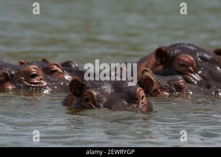 Hippopotamus (Hippopotamus amphibius), Lake Jipe, Tsavo, Kenia, Ostafrika, Afrika Stockfoto