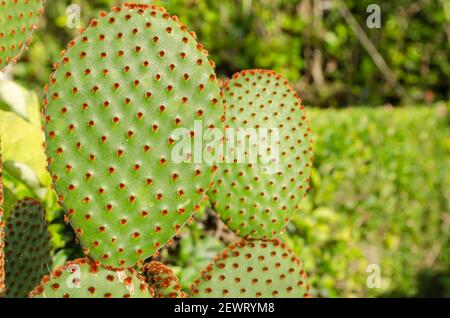 Opuntia Microdasys Kaktus Closeup Stockfoto