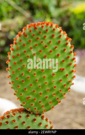 Der obere Zweig EINES Opuntia Microdasys (Hasen-Ears-Kaktus) Anlage Stockfoto
