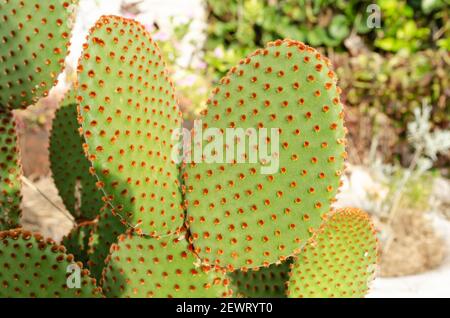 Opuntia Microdasys Pads Stockfoto