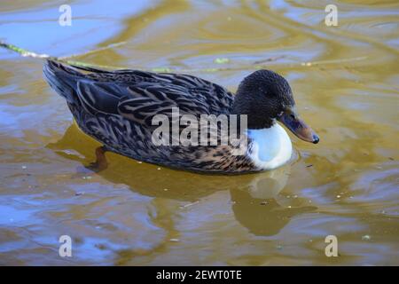 Weibliche Stockente schwimmt auf einem See Stockfoto