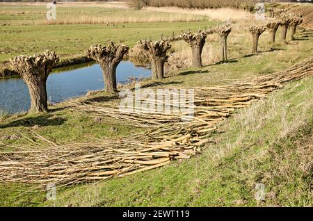 Eine Reihe von pollard Weiden kurz nach dem Beschnitt, entlang eines Grabens in einer Polderlandschaft bei Puttershoek, Niederlande Stockfoto