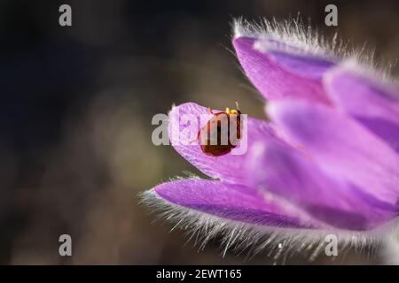 Eine Marienkäfer auf einer Blume aus verschlafenen Gras. Pulsatilla patiniert sich auf einem unscharfen Hintergrund im selektiven Fokus. Blumen Frühling Hintergrund. Weiches natürliches Licht. Rar Stockfoto