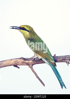 Swallow Tailed Bee Eater fängt Insekten Stockfoto