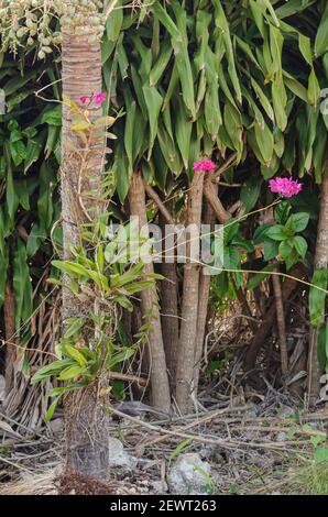 Einheimische Jamaikanische Broughtonia Sanguinea Orchidee, Die Auf Einem Palmenbaum Wächst Stockfoto