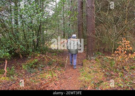 Ein älteres Paar, das auf einem Wanderweg durch einen abgelegenen Wald geht Wald in ländlicher Landschaft Landschaft im Winter Stockfoto