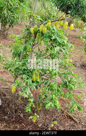 Starfruits Auf Baum Stockfoto