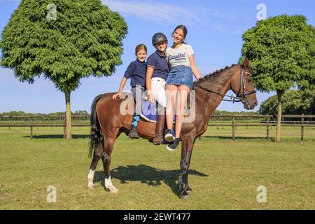 Drei junge Mädchen mit Spaß auf einem Pferd. Holland hat 500.000 Reiter und 450.000 Pferde. Es gibt 1.500 Reitvereine. Stockfoto